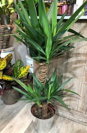 Plante d'intérieure : Yucca Arum & Sens Nice (06)