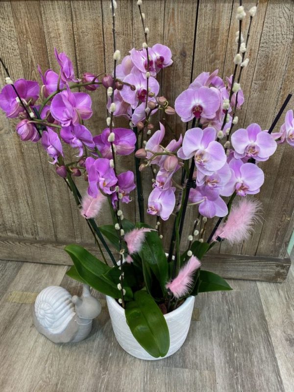 Arrangement d'orchidées Arum & Sens Nice (06)