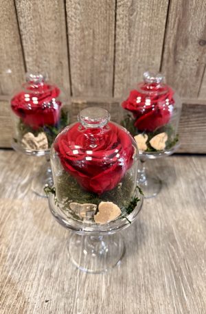 Rose sous cloche