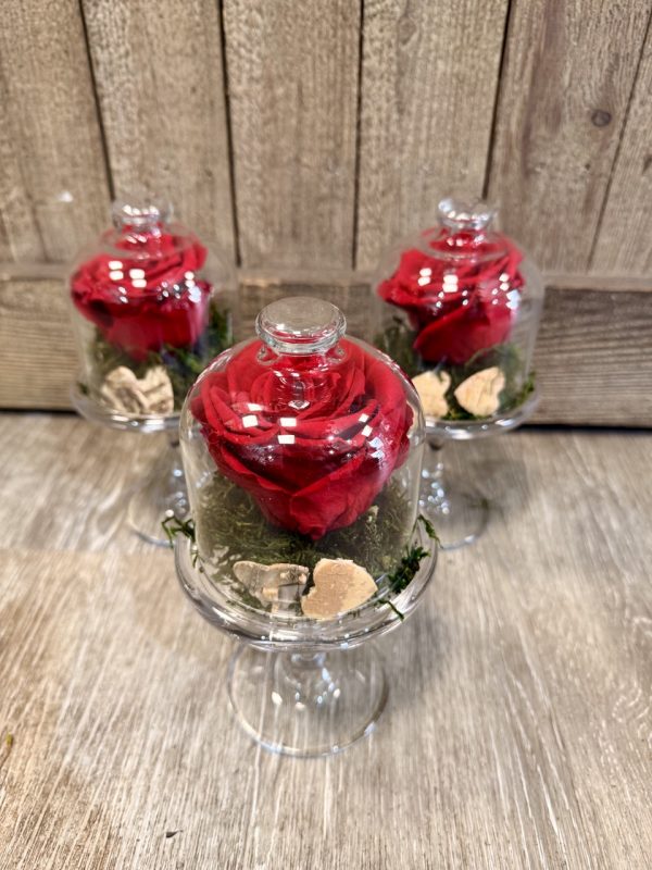 Rose sous cloche